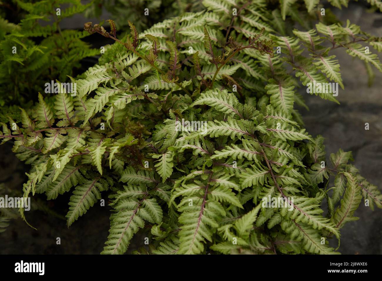 Close up of the fern Athyrium niponocum see in natural light. Stock Photo