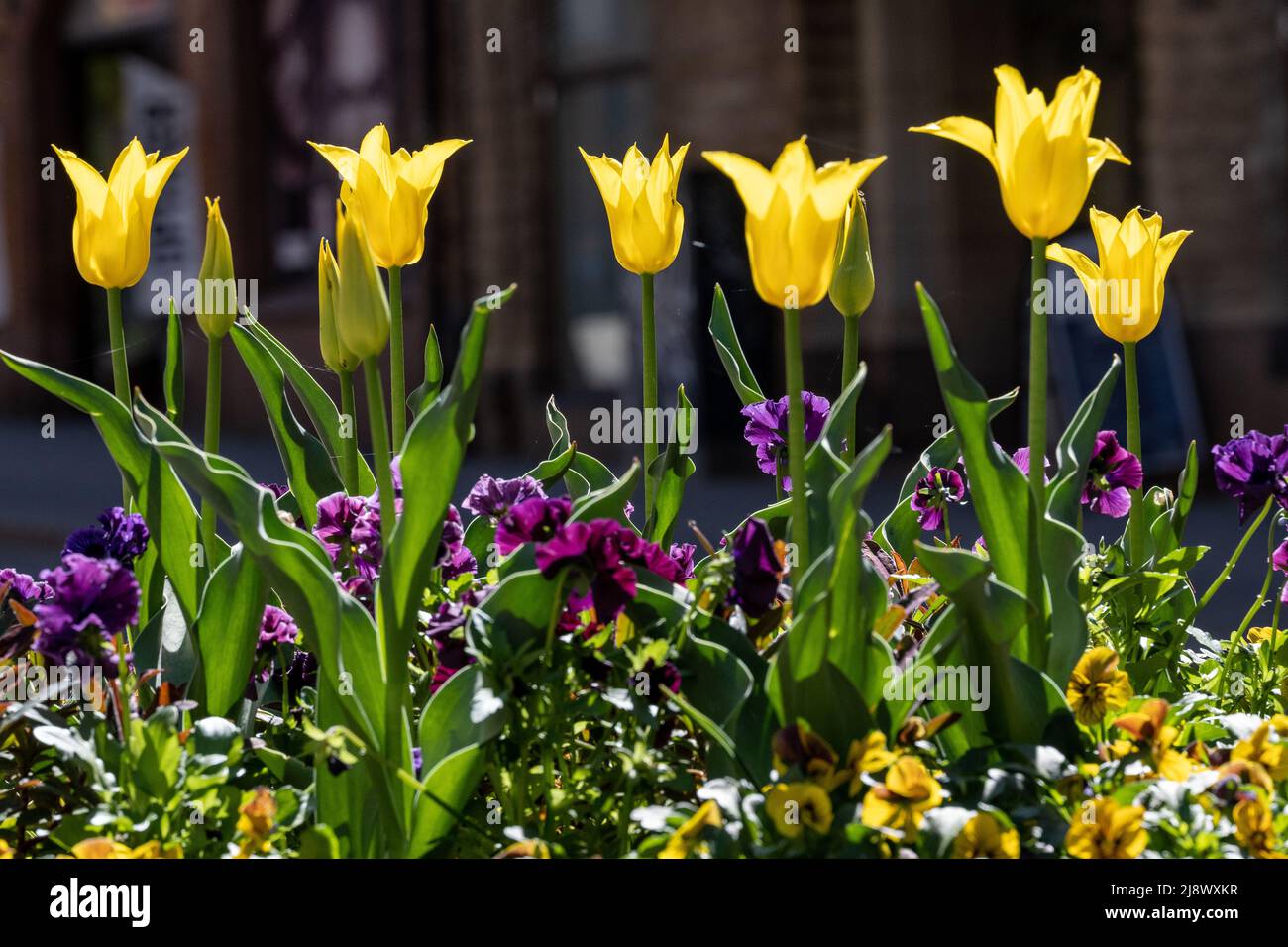 Yellow tulips and purple pansies in a flowerbed on main street Drottninggatan in Norrköping during spring in Sweden. Stock Photo
