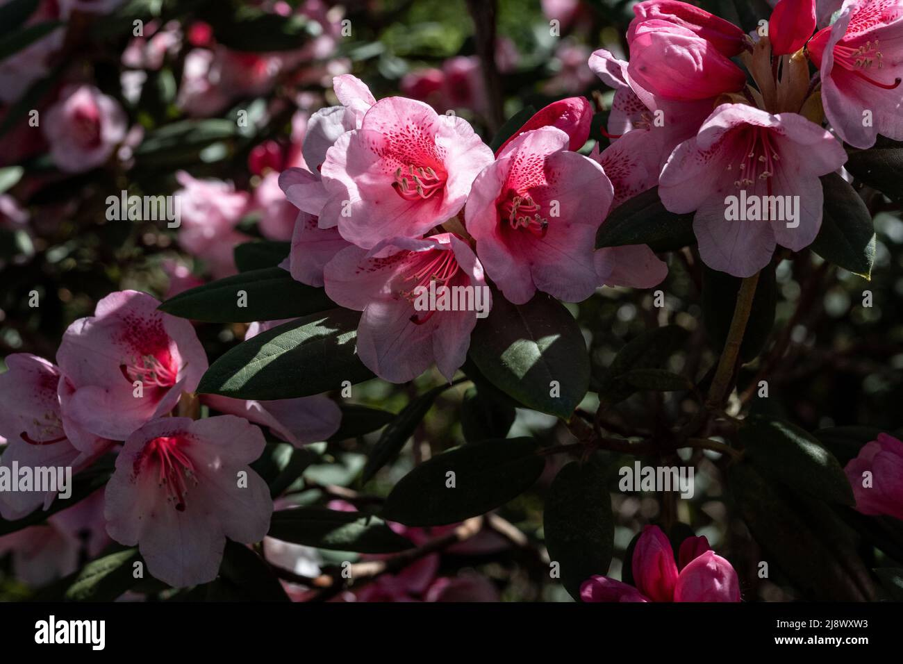 Rhododendron blooming in the Rhododenron valley at Abackarna, the city ...