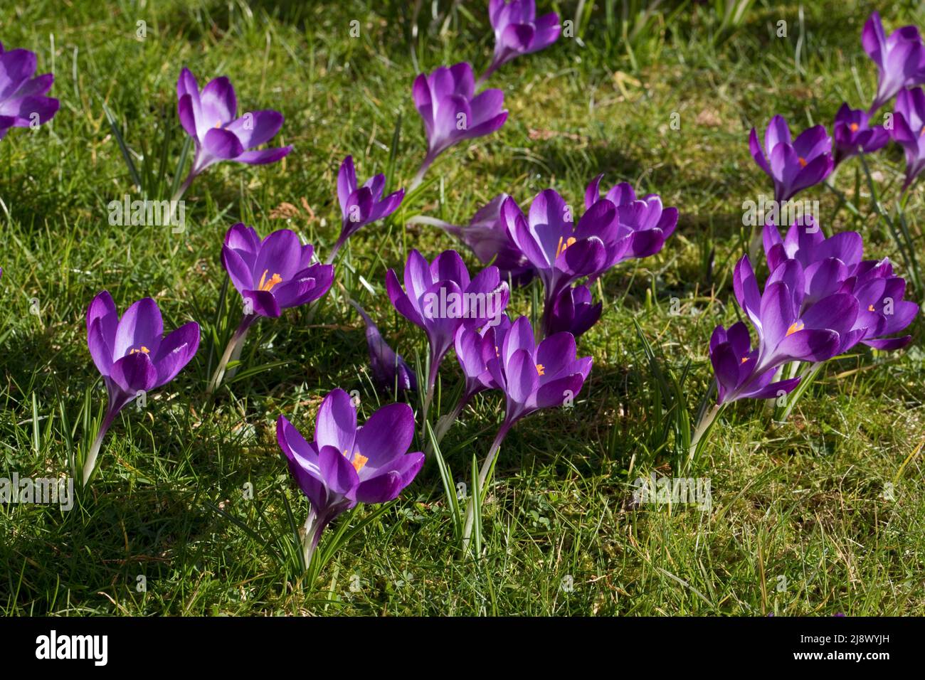 Crocus Ruby Crocus tommasinianus ‘ruby giant’ hi-res stock photography and images ...