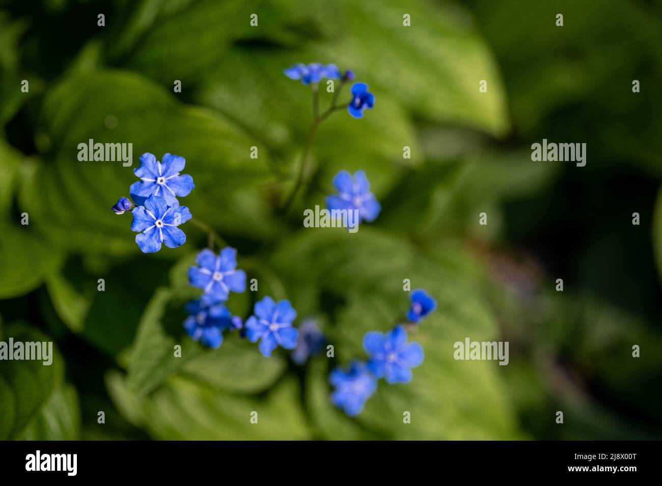 Omphalodes Verna blooming at Abackarna, the city park along Motala river in Norrkoping, Sweden Stock Photo