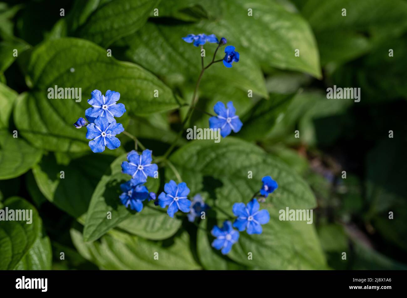 Omphalodes Verna blooming at Abackarna, the city park along Motala river in Norrkoping, Sweden Stock Photo