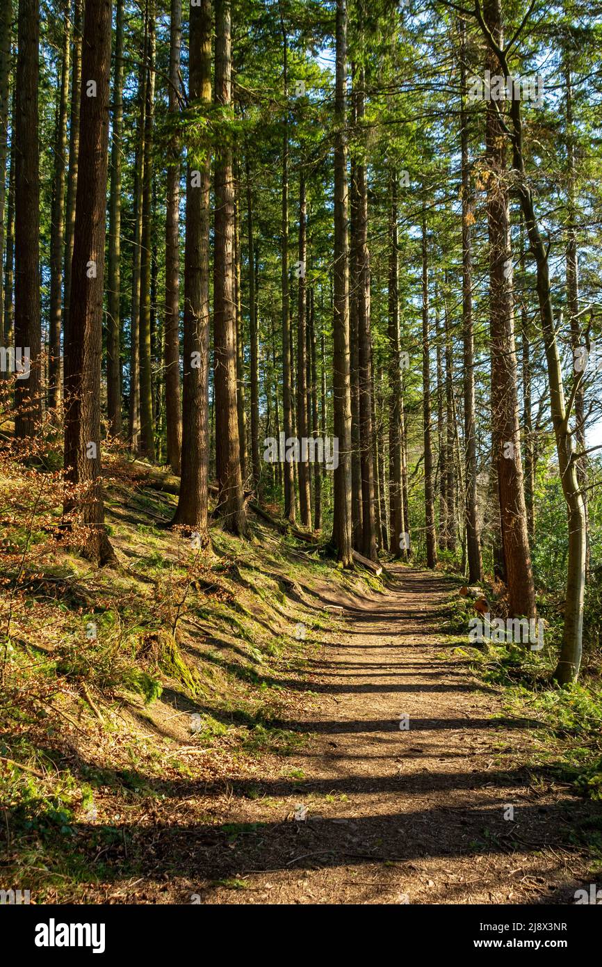 Trails around Dalbeattie town woods in the afternoon light. Dalbeattie