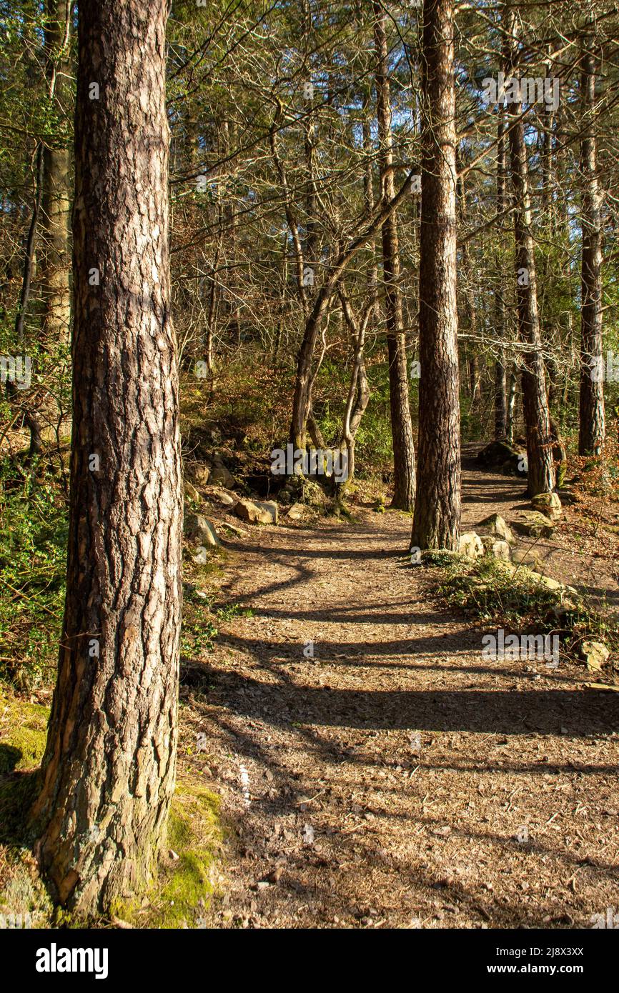 Trails around Dalbeattie town woods in the afternoon light. Dalbeattie