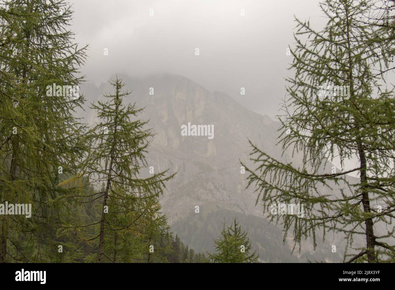 The view of landscape with mountain massif seeing through green forest ...