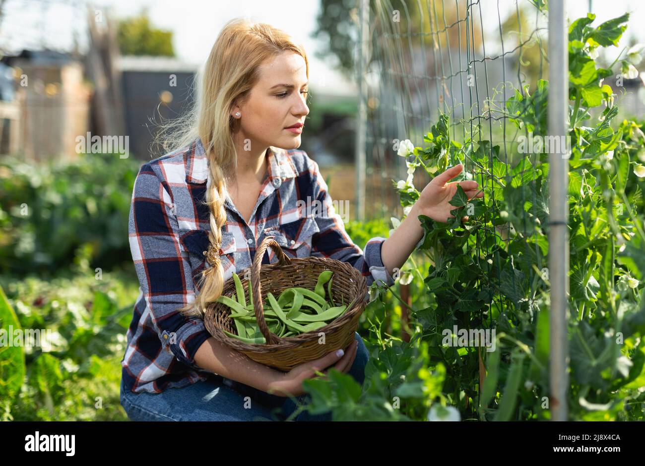 Woman picking green beans Stock Photo Alamy