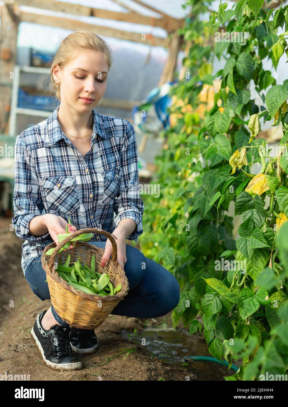 Broad bean harvesting picking hi-res stock photography and images - Alamy