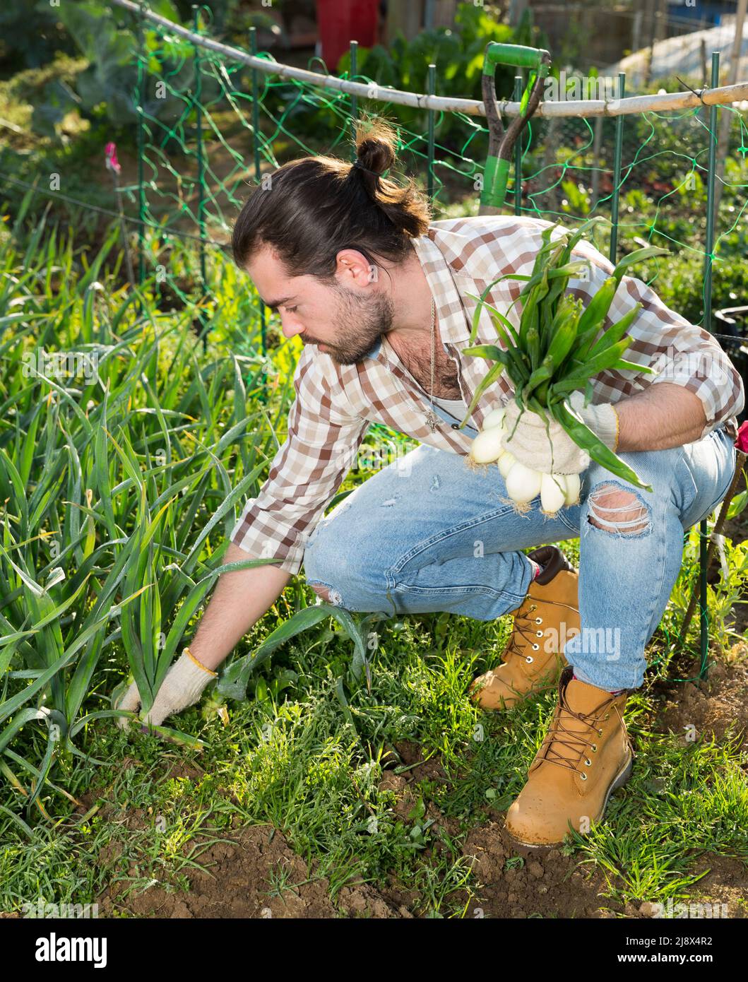 Farmer harvesting onion at plantation Stock Photo - Alamy