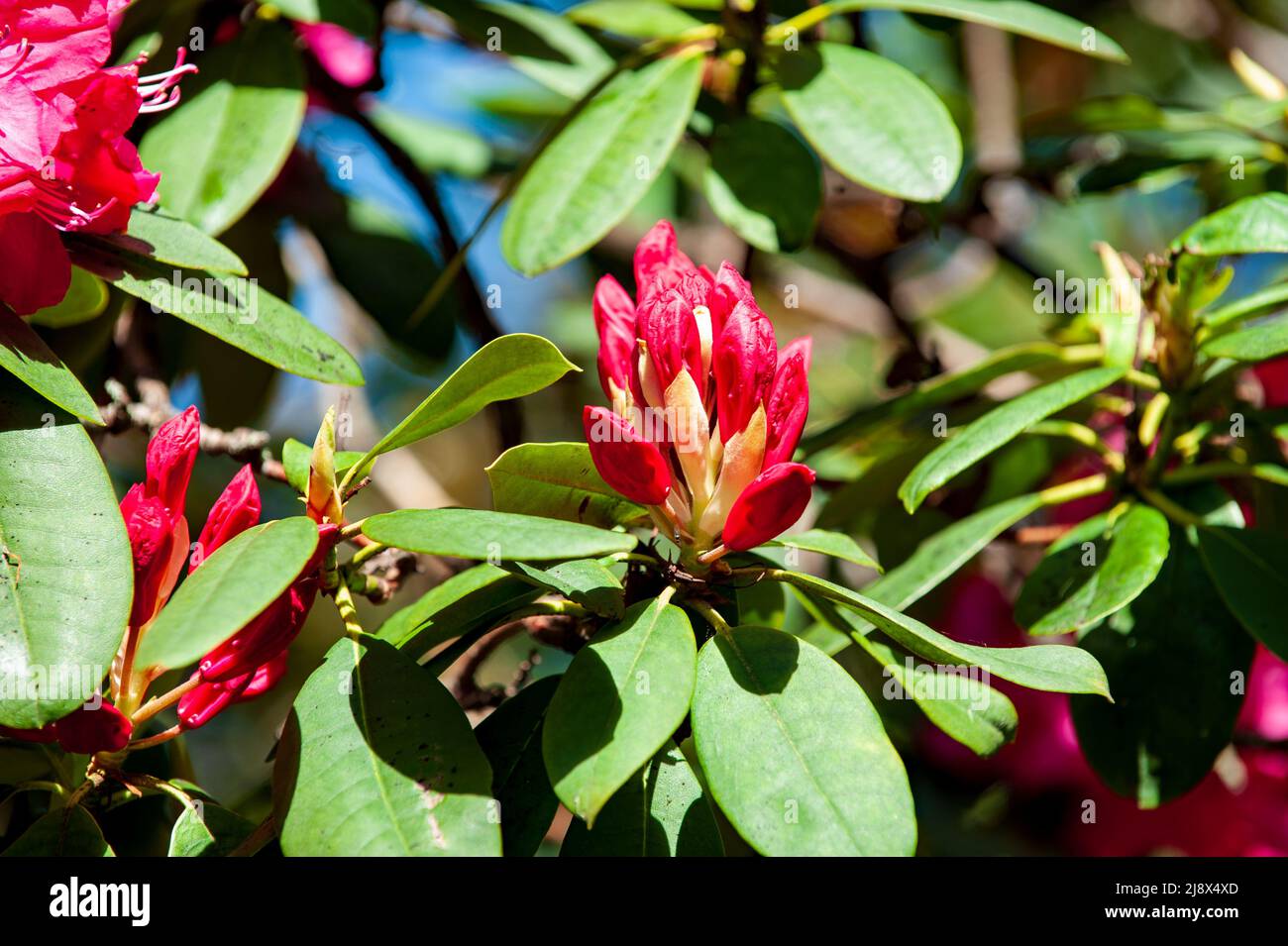 Red Azalea flowers blossom in the garden. Rhododendron tree. Spring time Stock Photo