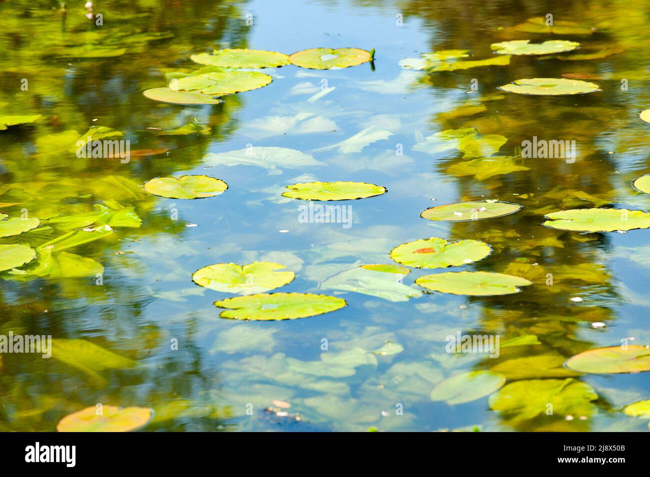 Green water lily -water plant with oval , floating leaves on summer time Stock Photo