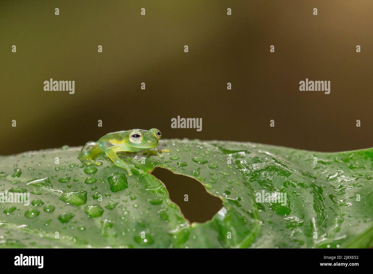 Spiny Glass Frog (Teratohyla spinosa) (controlled subject Stock Photo