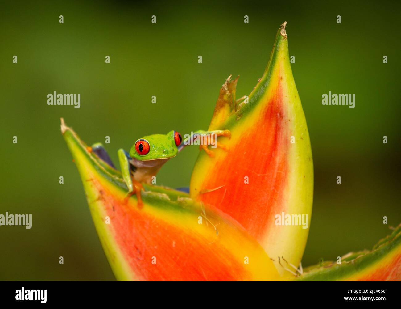 Redeyed Tree Frog (Agalychnis callidryas) (controlled subject) on