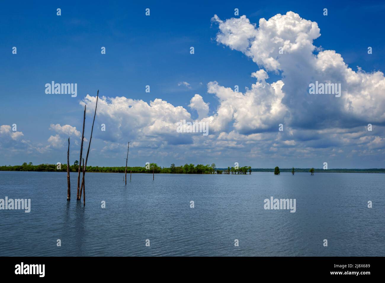 Blue partly cloudy sky with trees and branches in the water in Sardis