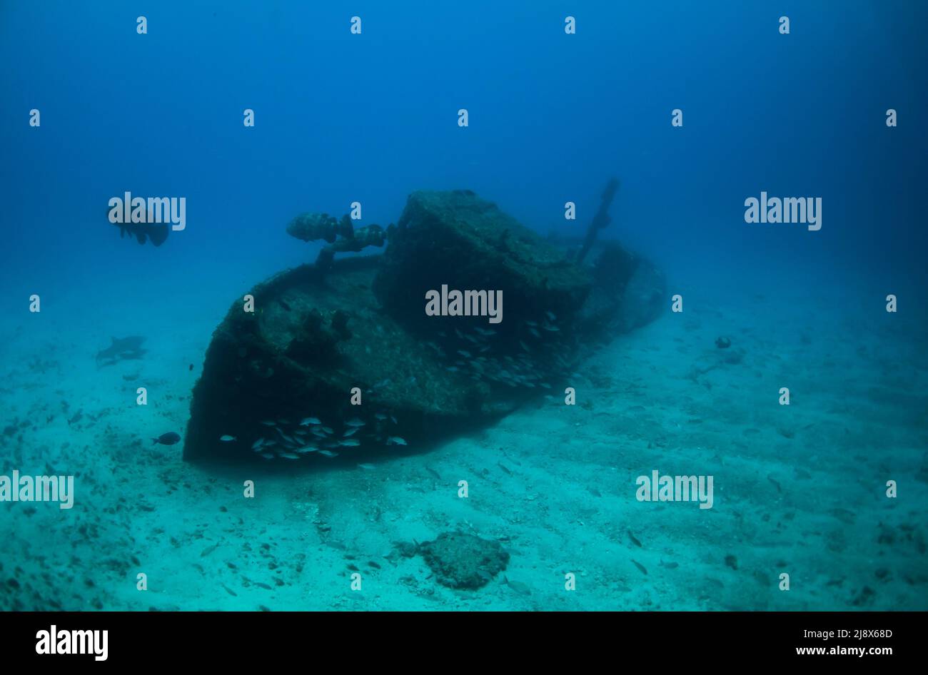 Three goliath groupers swim over a shipwreck during an outing with ...