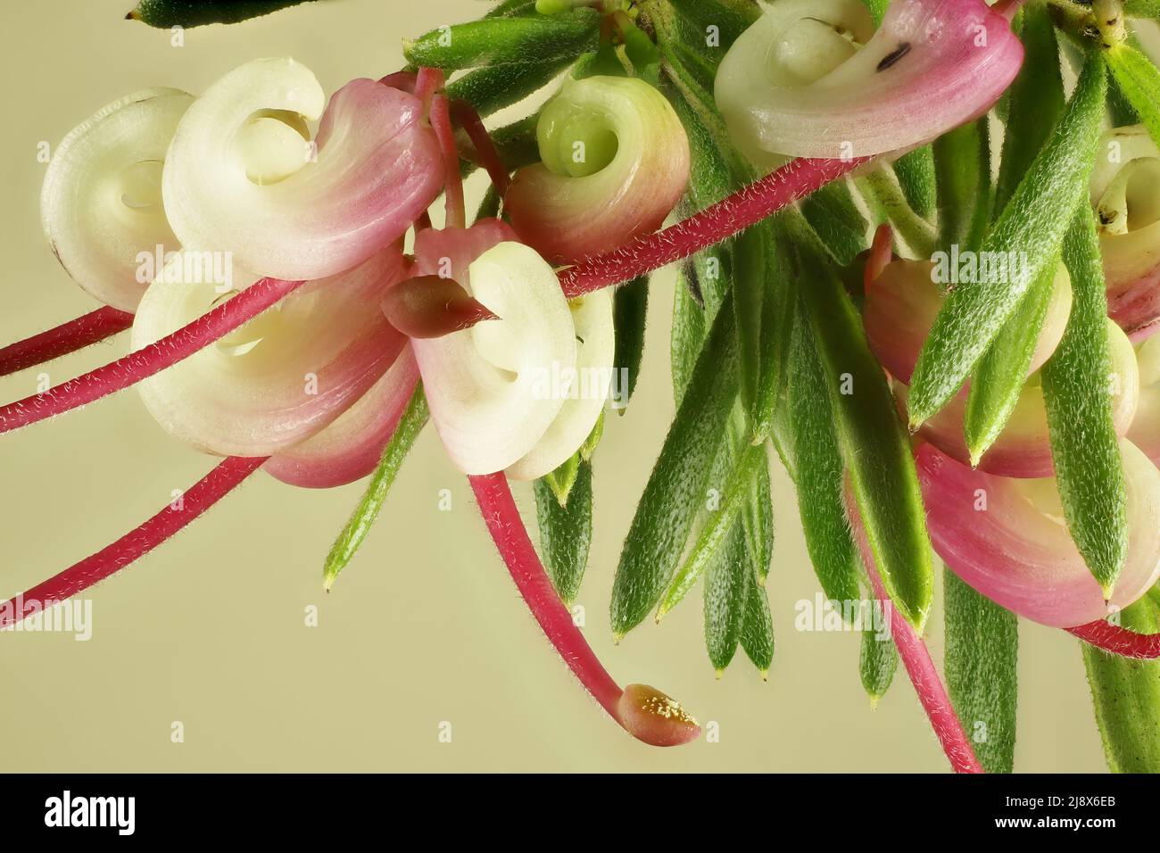 Close-up of Grevillea 'Forest Rambler' flowers and foliage Stock Photo