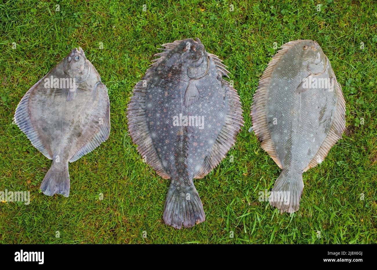 Comparison of three Flounder Species in New Zealand waters: Left-to-right: Sand Flounder; Black Flounder and Greenback Flounder. Stock Photo