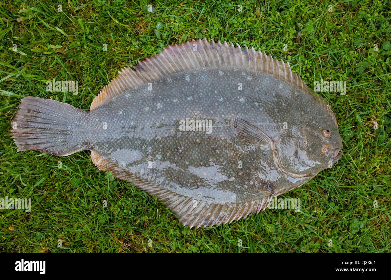 New zealand sand flounder hires stock photography and images Alamy