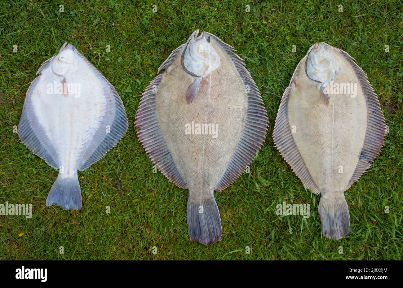 Comparison of three Flounder Species in New Zealand waters Leftto