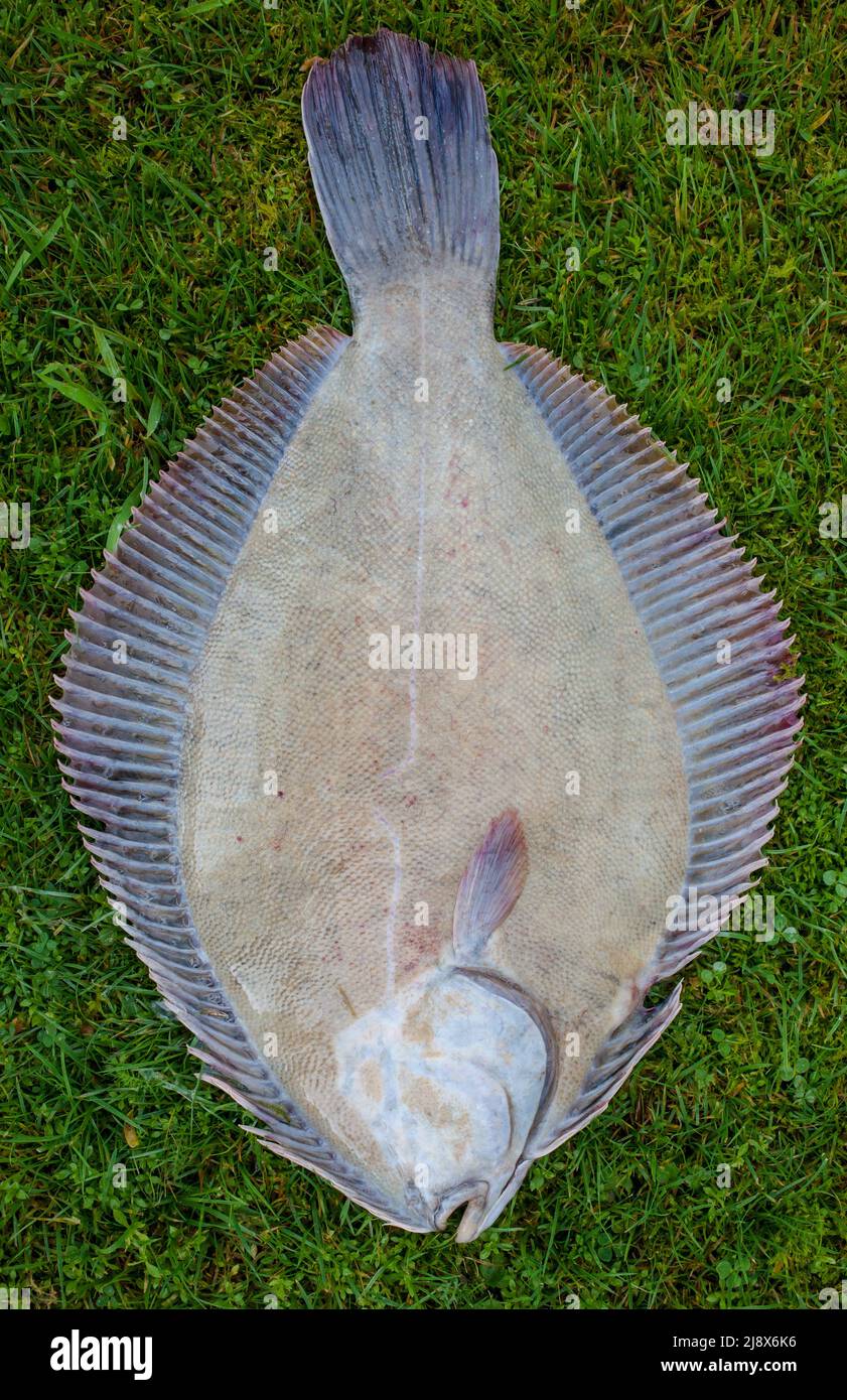 Flounder Species in New Zealand waters. There are 11 Flounder species. Those shown are from