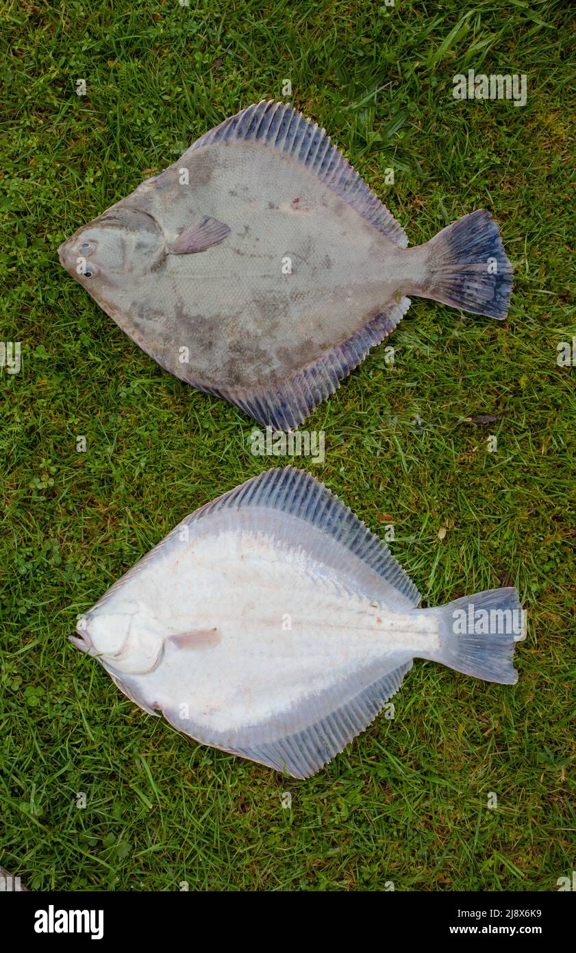 Sand Flounder (Rhombosolea plebeia) from New Zealand waters. Beige