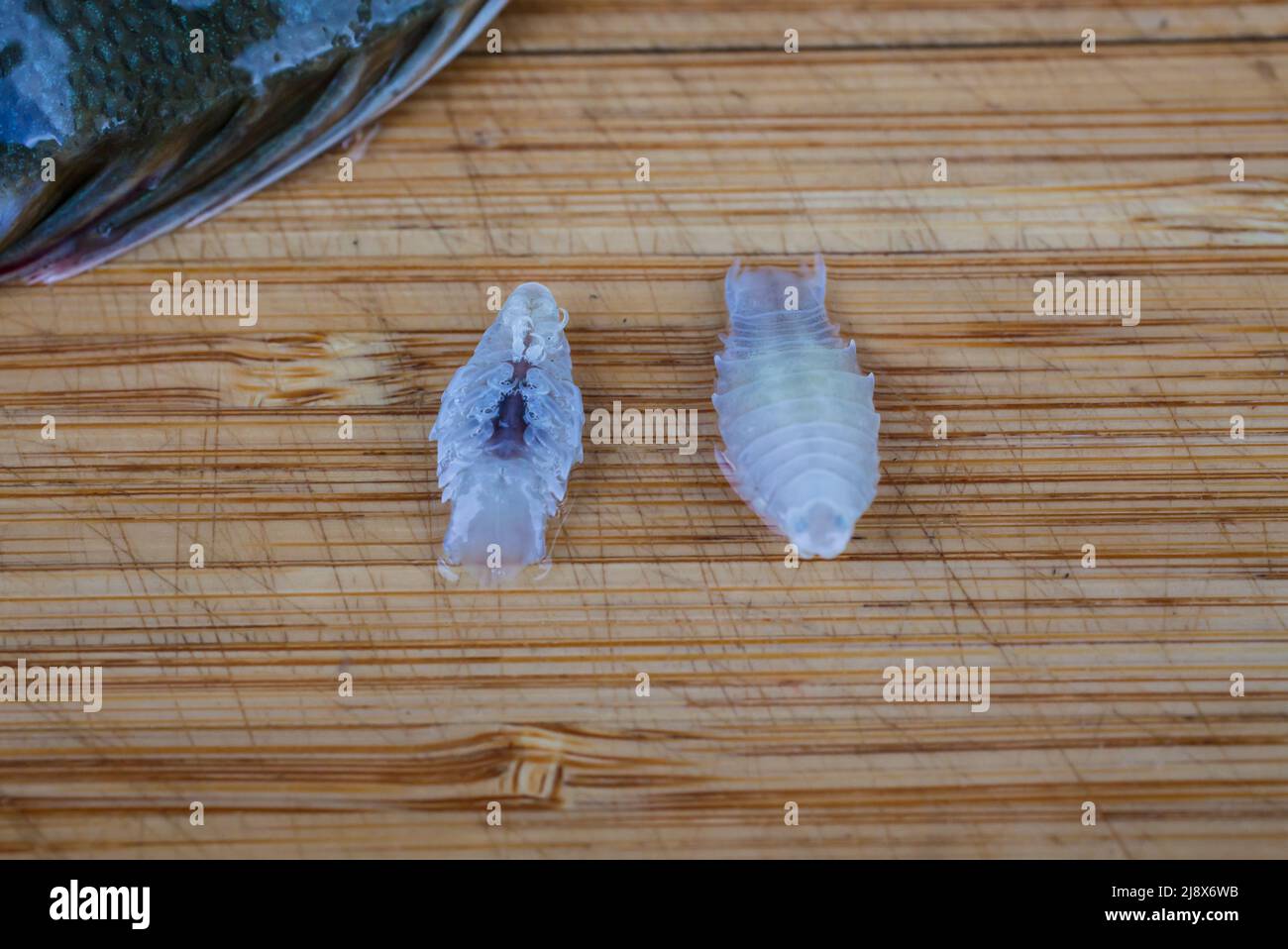 Sea Lice on Flounder Species in New Zealand waters. There are 11