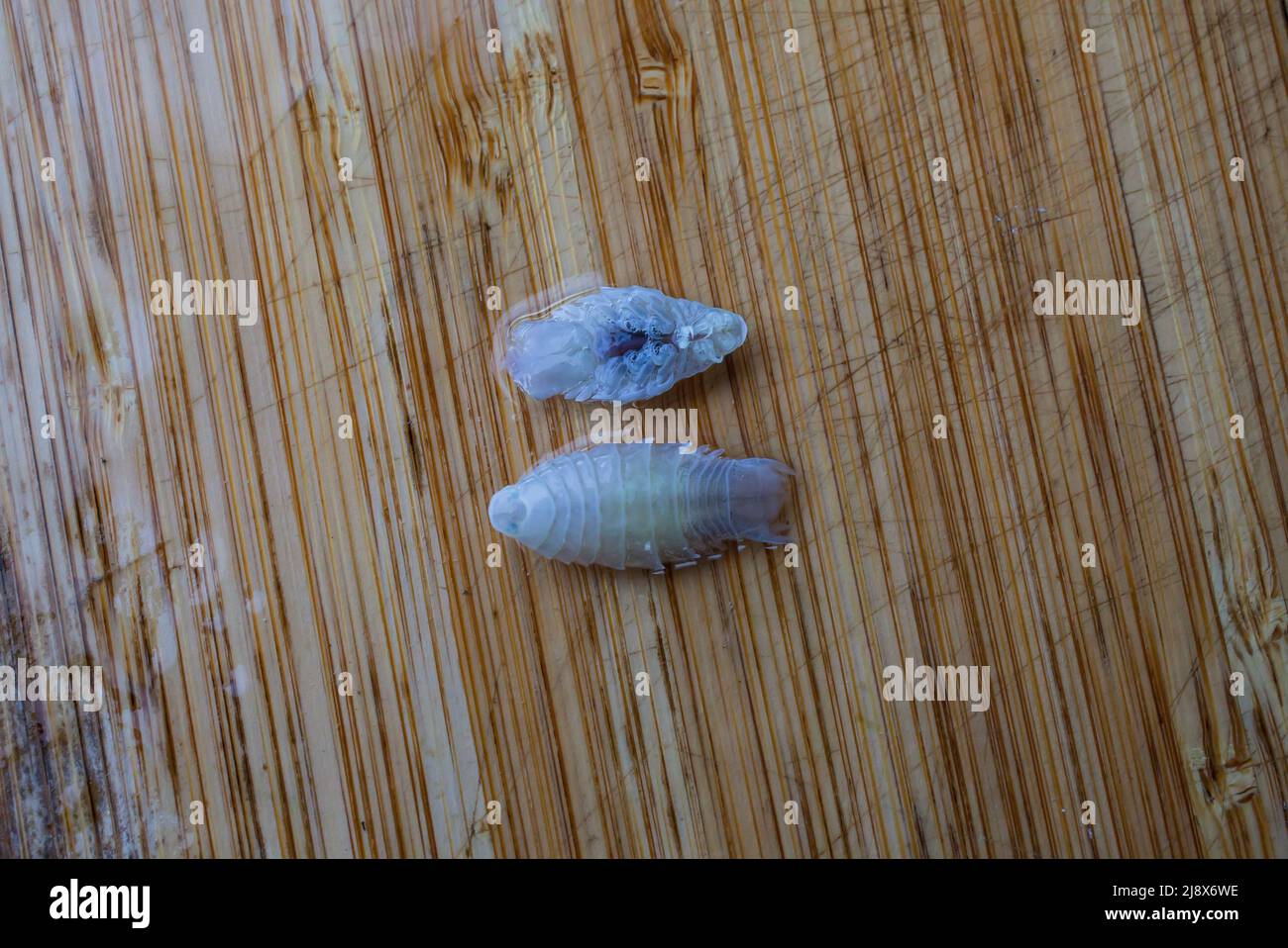 Sea Lice on Flounder Species in New Zealand waters. There are 11