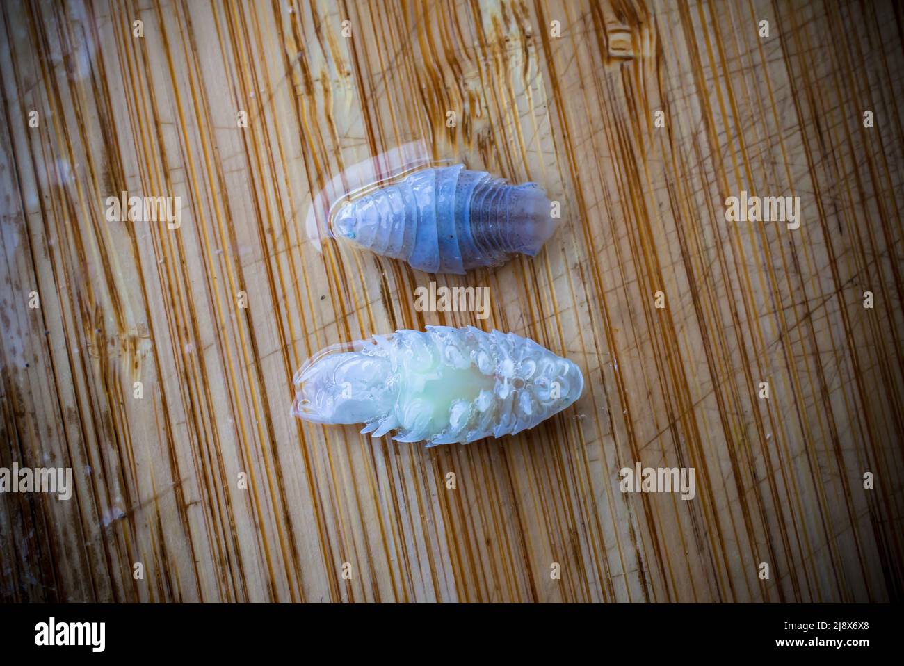 Sea Lice on Flounder Species in New Zealand waters. There are 11