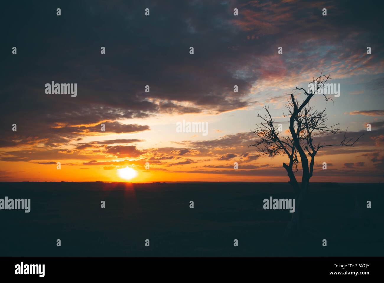 Tree savannas hi-res stock photography and images - Alamy