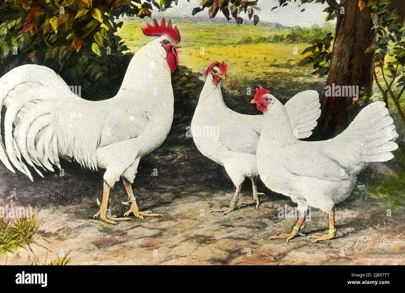 White leghorns hi-res stock photography and images - Alamy