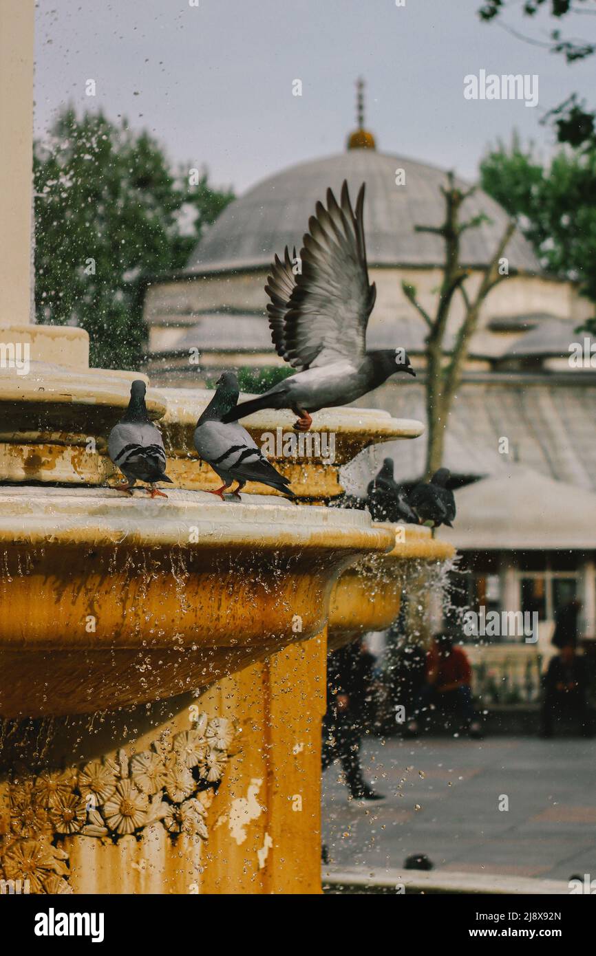 Many pigeons around the historical fountain Stock Photo