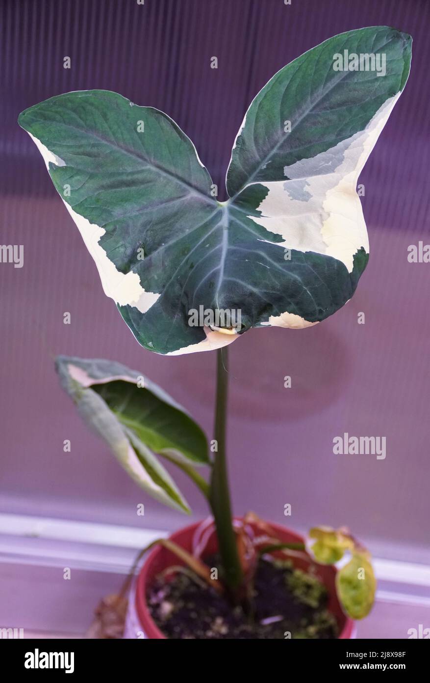 Beautiful white and green variegated leaf of Alocasia Xanthosoma Stock Photo