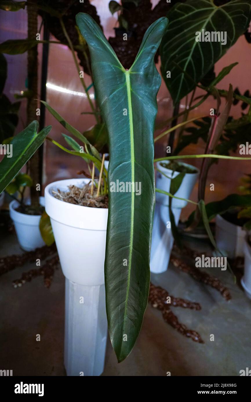 A long leaf of Philodendron Spiritus Sancti, the rarest and most