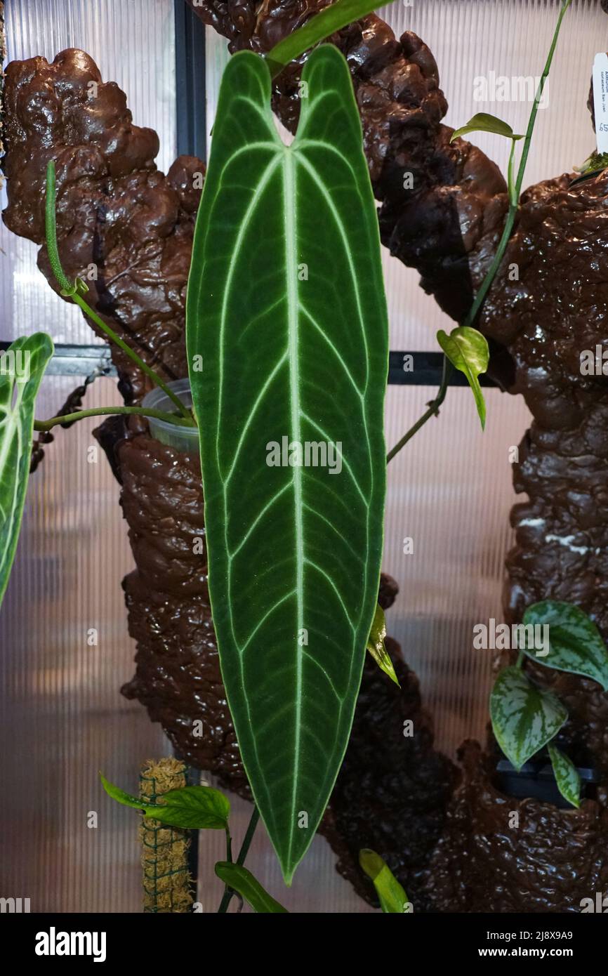 pink anthurium plant care Pink Anthurium main image 1