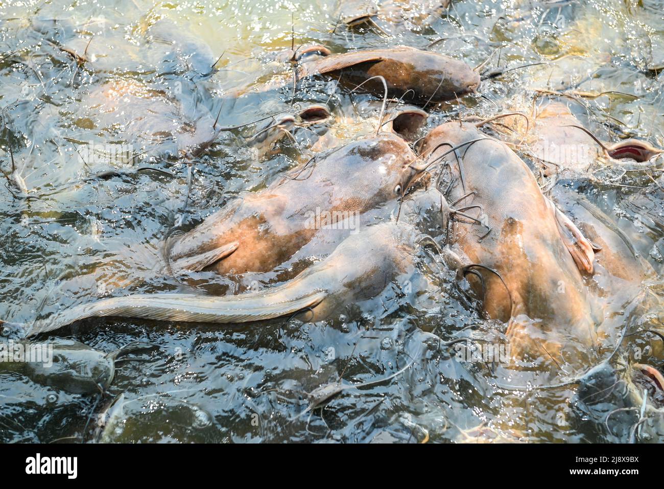 Catfish eating food on the catfish farm feeds many freshwater fish agriculture aquaculture catfish floating for breathe on top water in lake near ri Stock Photo Alamy