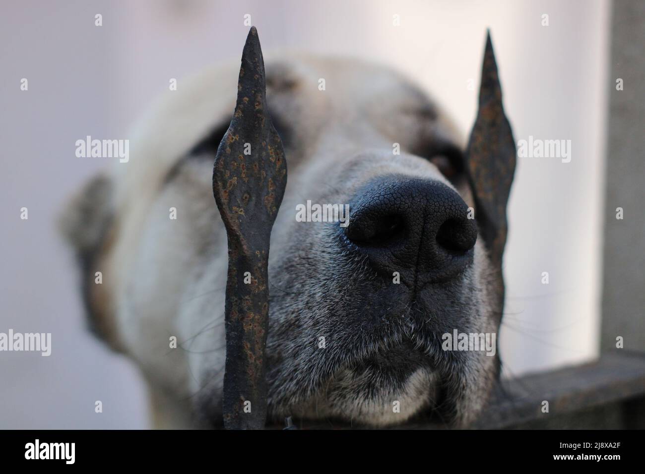 The nose of a Kangal dog Stock Photo