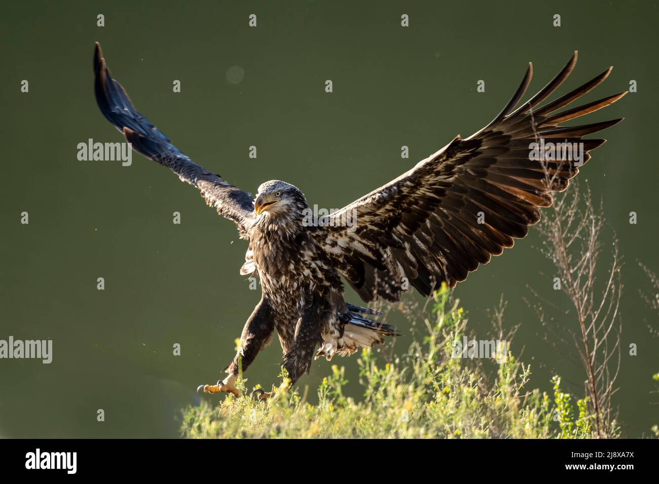 Juvenile bald eagle Stock Photo