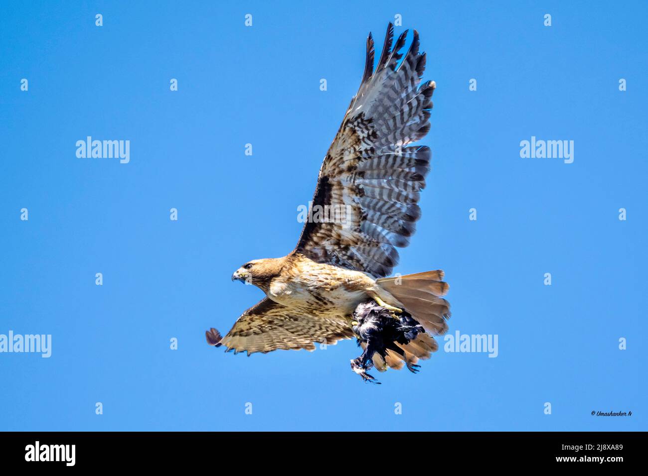 Red tailed hawk eating a baby crow Stock Photo Alamy