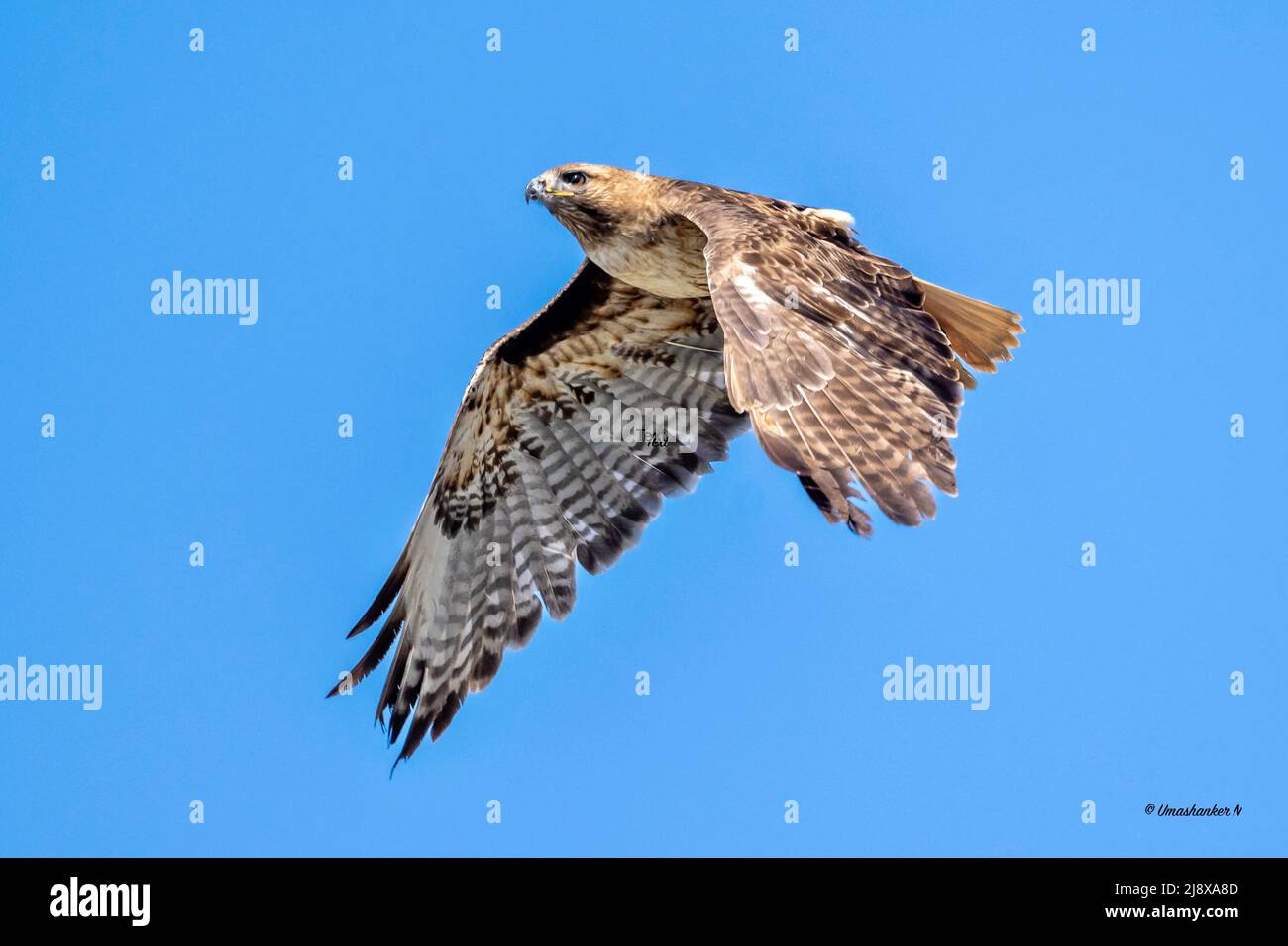 Red tailed hawk eating a baby crow Stock Photo Alamy