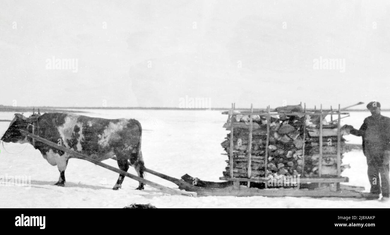 Ox Drawn Sled Sledge Stone Boat In The Nwt Original Caption Fort Simpson Caption Charlie Mcauley Ox Drawn Sled Sledge Stone Boat In The Nwt Original Caption Fort Simpson Caption Charlie Mcauley