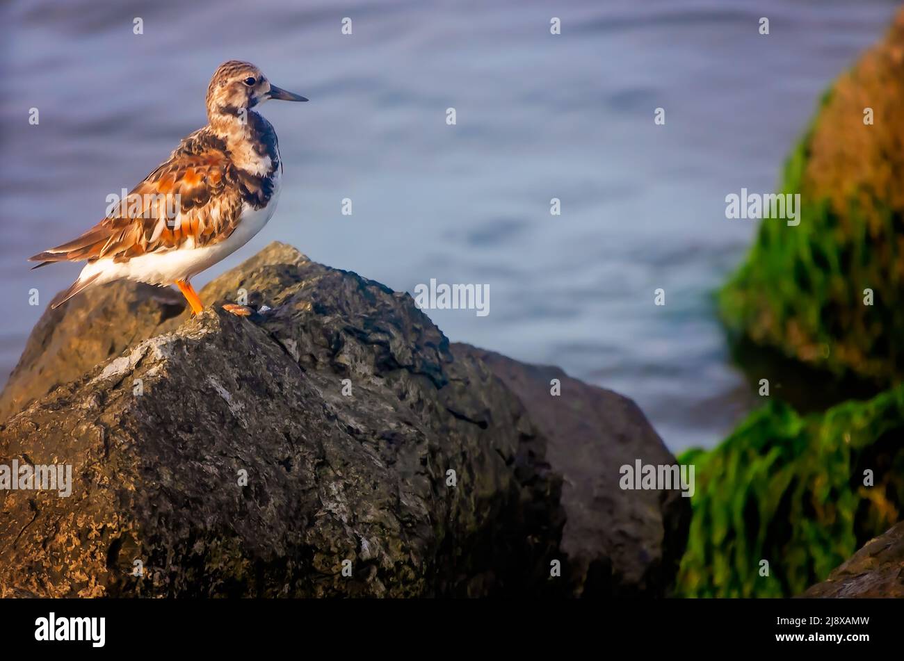 A ruddy turnstone (Arenaria interpres), a type of sandpiper, stands on a rock jetty, April 28, 2022, in Dauphin Island, Alabama. Stock Photo