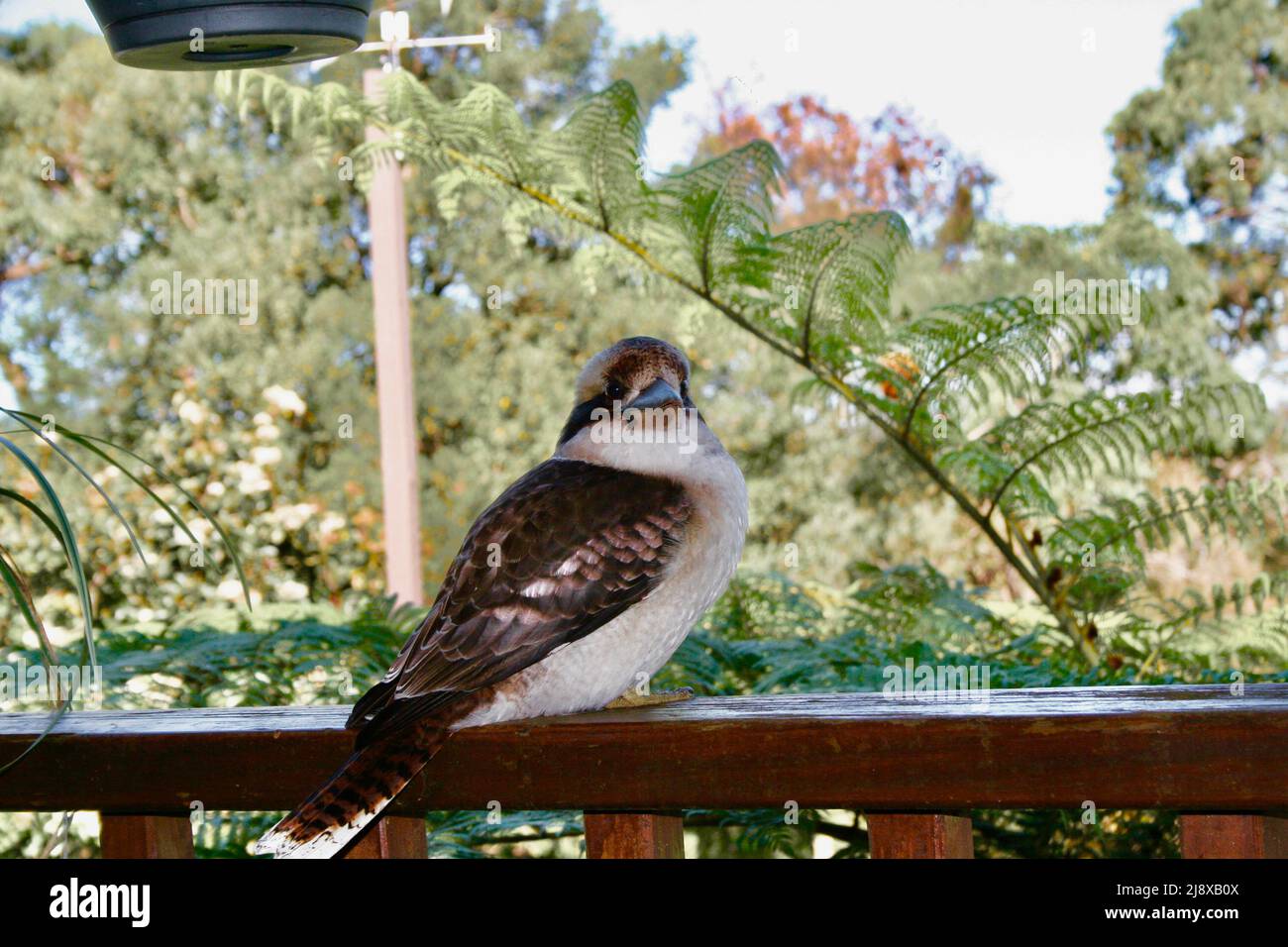 Kookaburra on railing Stock Photo