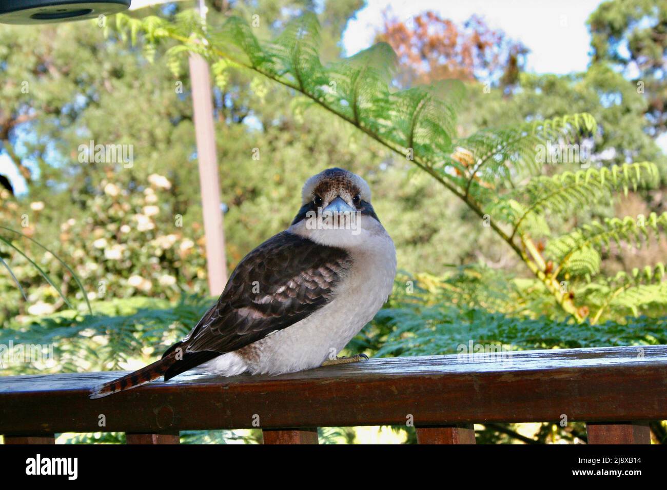 Kookaburra on railing Stock Photo