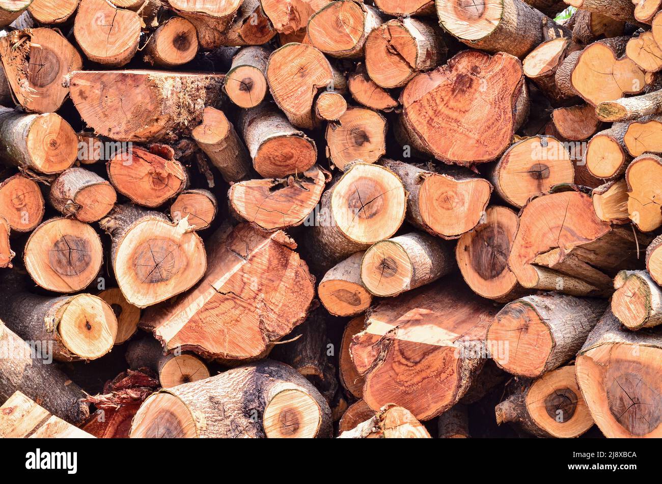 Meny pile of wood waiting to be used Stock Photo