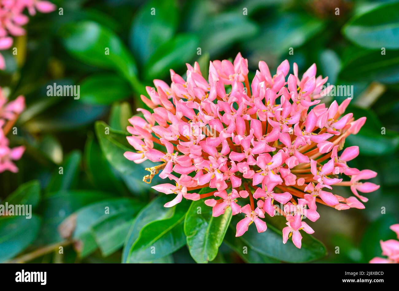 Pink ixora flowers blooming in the garden Stock Photo