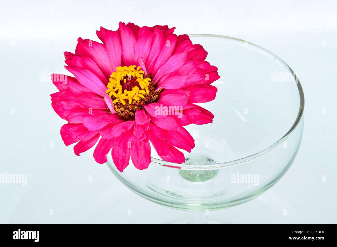 Pink Zinnia flowers in a glass Stock Photo