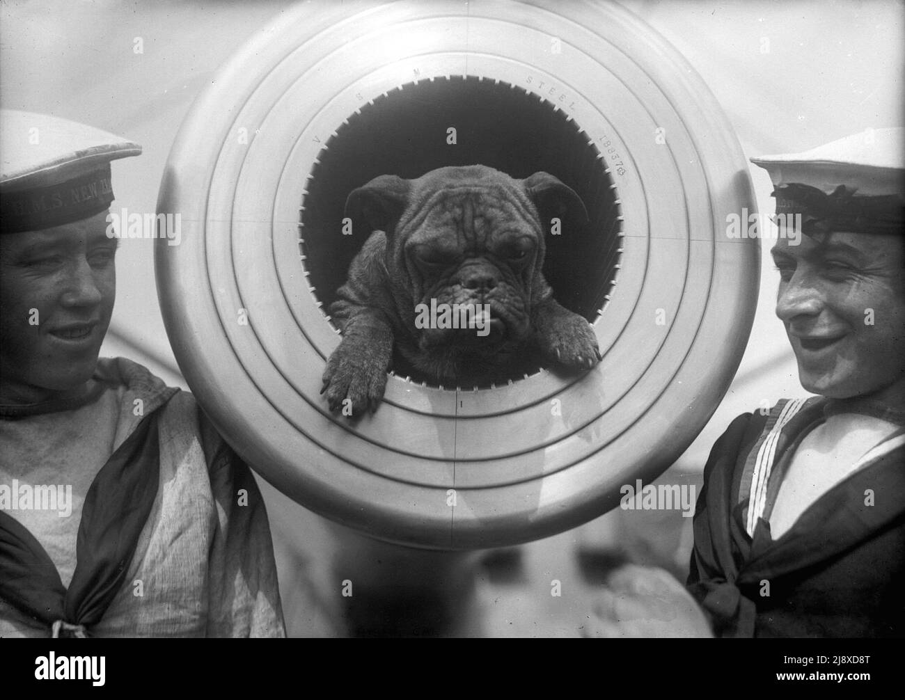 H.M.S. New Zealand, Pelorous Jack, Mascot, in muzzle of BL 12-inch Mk X gun. At Vancouver  ca.  1913 Stock Photo