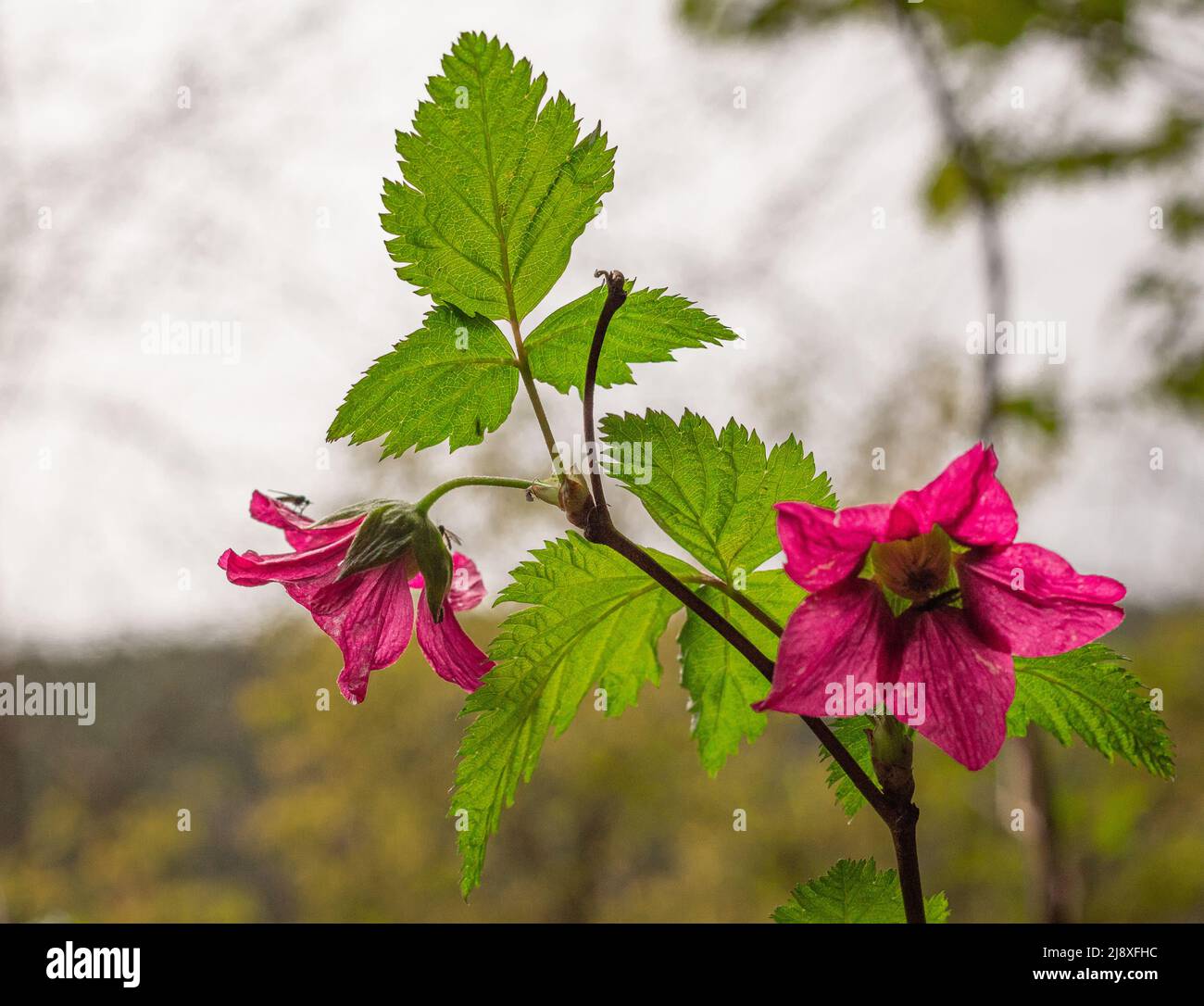 Salmonberry flower Rubus spectibilis in a forest on the blurred background, nobody, selective focus. Stock Photo