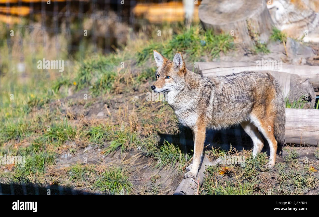 Young coyote portrait on sunny day in natural background. Travel photo, no people, selective focus Stock Photo