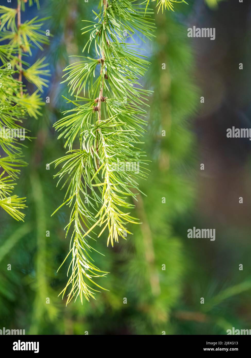 Young branches of larch. Closeup of green larch young needles. Larix sibirica, the Siberian larch or Russian larch. Stock Photo