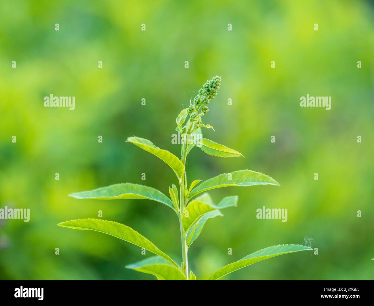Young plants with green fresh shoots of Spiraea salicifolia, or bridewort, willowleaf meadowsweet Stock Photo